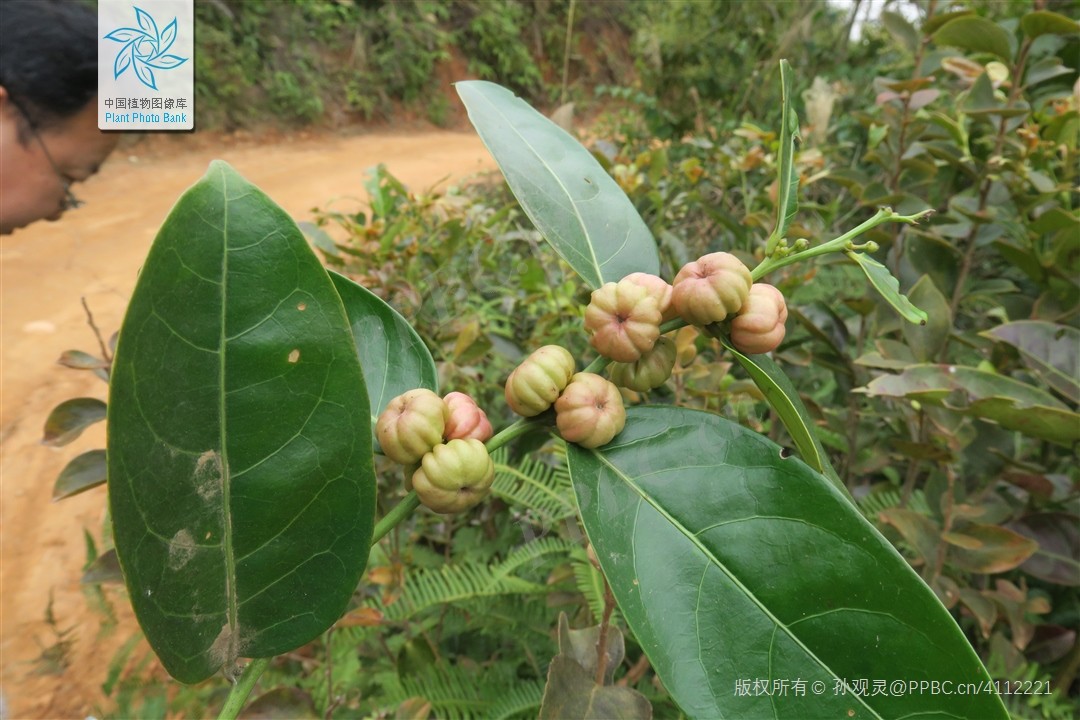 Bọt ếch lá mác